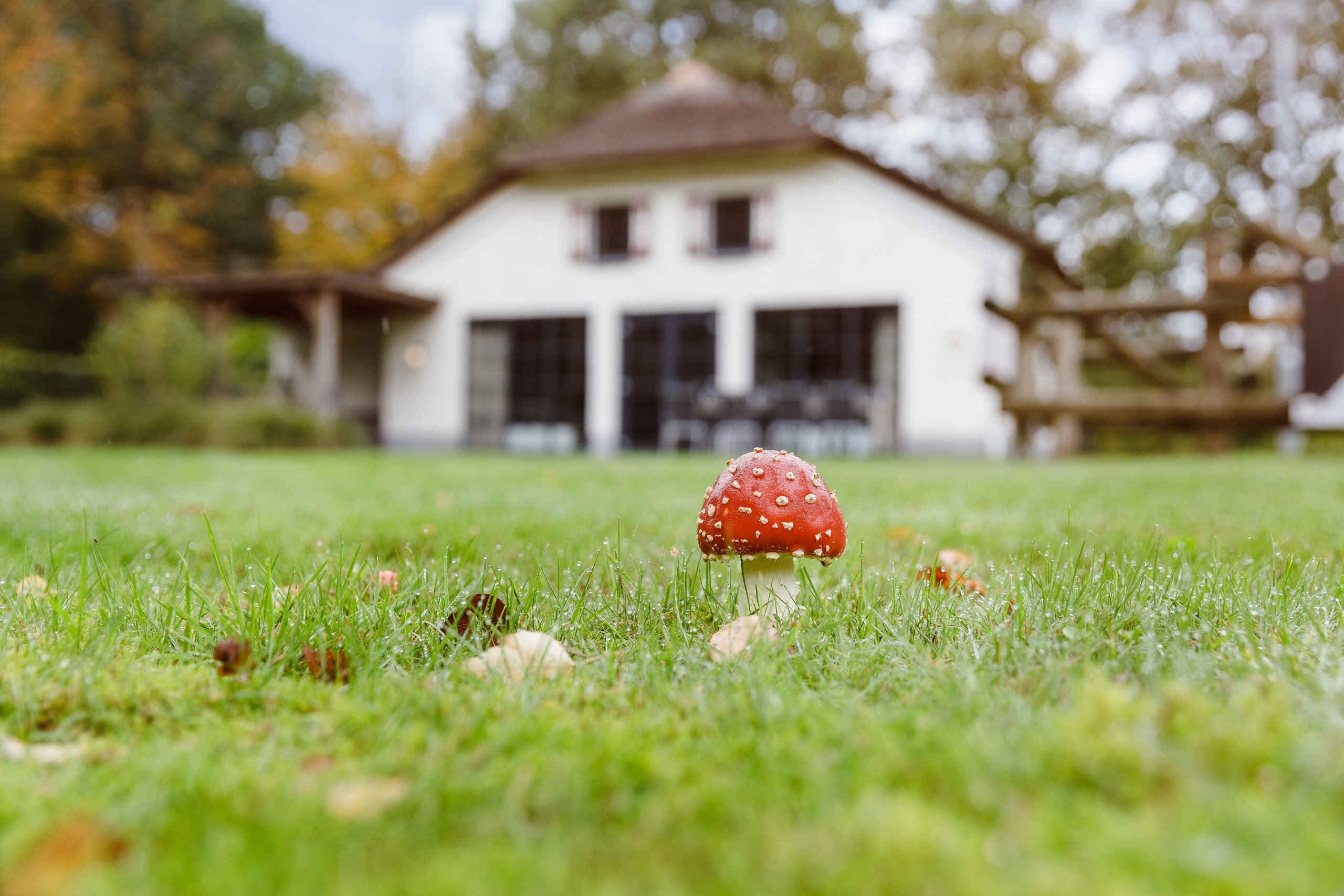 Paddenstoel in gras op Vakantiepark Dierenbos